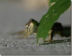 clip_image004